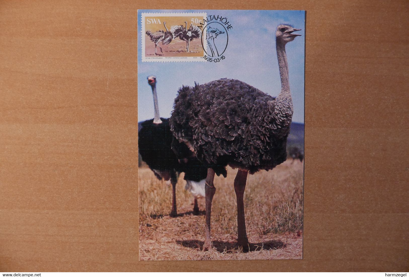 Maximum Card, Ostrich - Struzzi