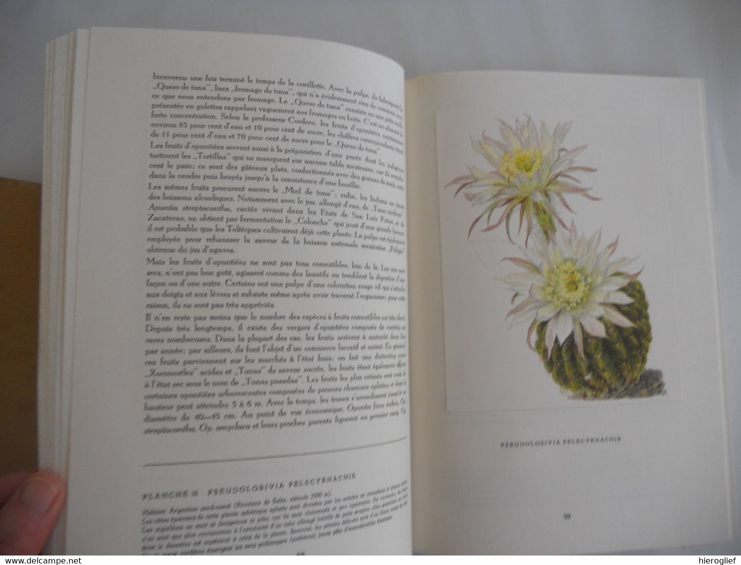 Artis album Les Cactus + 60 images complèt édition française 1955 cactées fleurs utilité aiguillons fruits semancesz