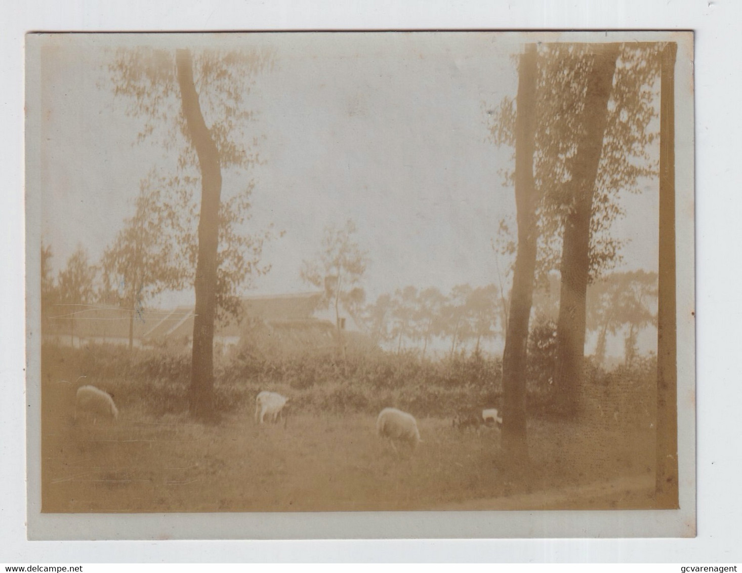 OMGEVING DEURLE ,ST.MARTENS LATEM ,  BOERDERIJ  MET SCHAPEN    FOTO 11 X 8 CM - Sint-Martens-Latem