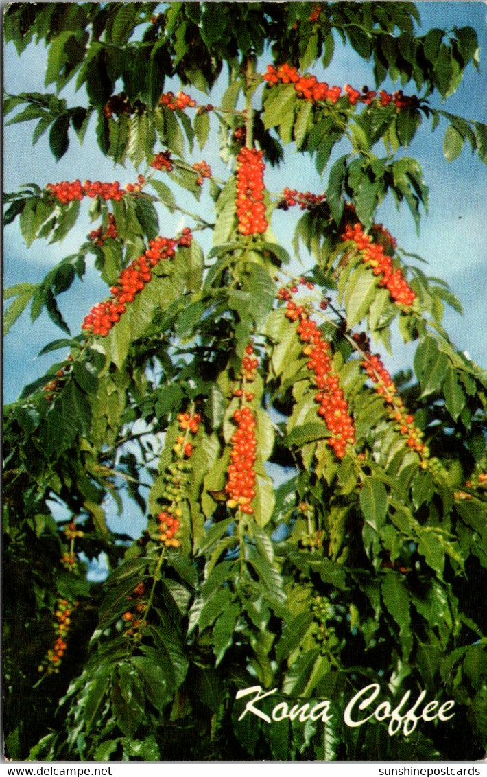 Hawaii Kona Coffee Red Ripe Ready For Picking 1974 - Big Island Of Hawaii