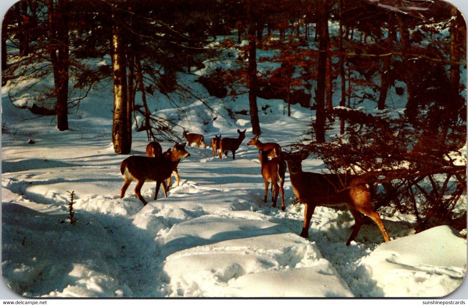 New York Central Adirondacks Deer In The Snow 1958 - Adirondack