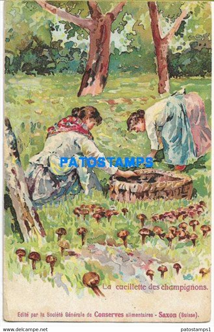 174033 SWITZERLAND SAXON PUBLICITY LUXURY PRESERVES THE PICKING OF MUSHROOMS POSTAL POSTCARD - Saxon