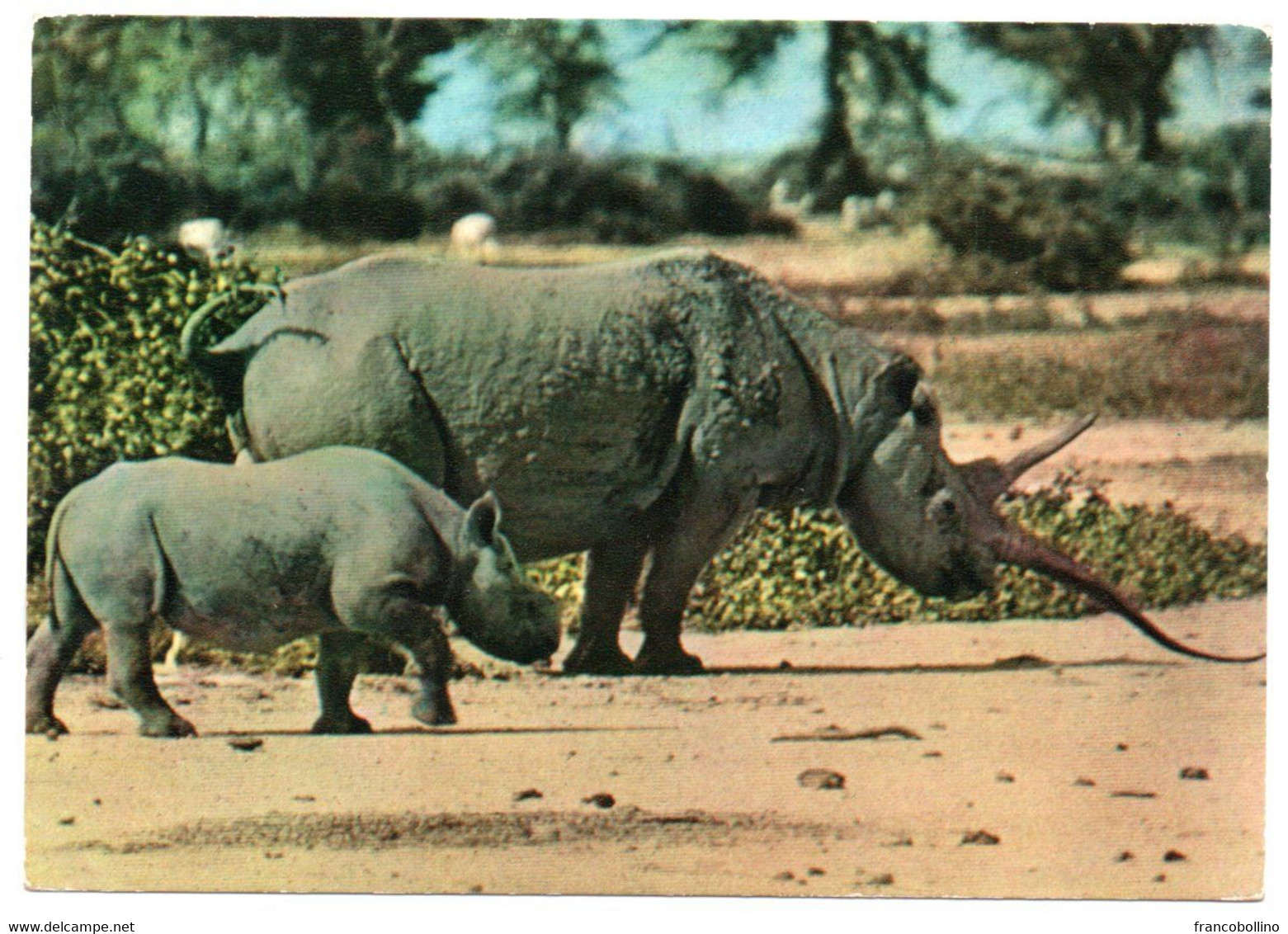 SOMALIA - RINOCERONTE - HULL (NOME SOMALO) / RHINOS / THEMATIC STAMP-SPORT - CHISIMAIO CANCEL 1974 - Somalie