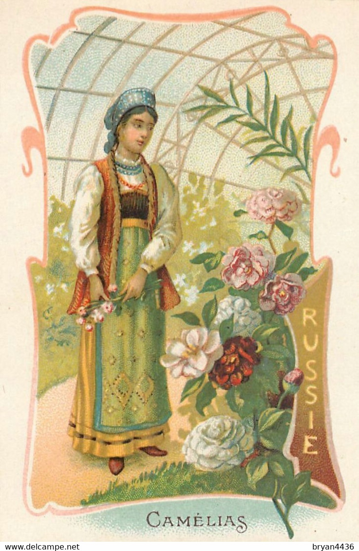 CHROMO CHICOREE WILLIOT - FLEURS & PAYS - CAMELIAS, RUSSIE -  TRES BON ETAT - Tea & Coffee Manufacturers