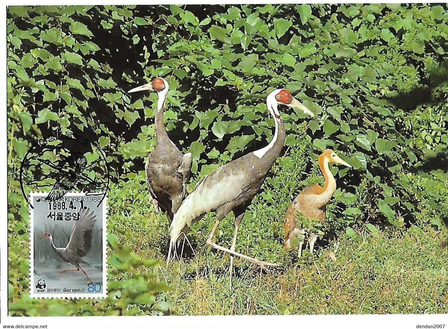 South Korea -  Maximum Card 1988 : White-naped Crane - Antigone Vipio - Grues Et Gruiformes