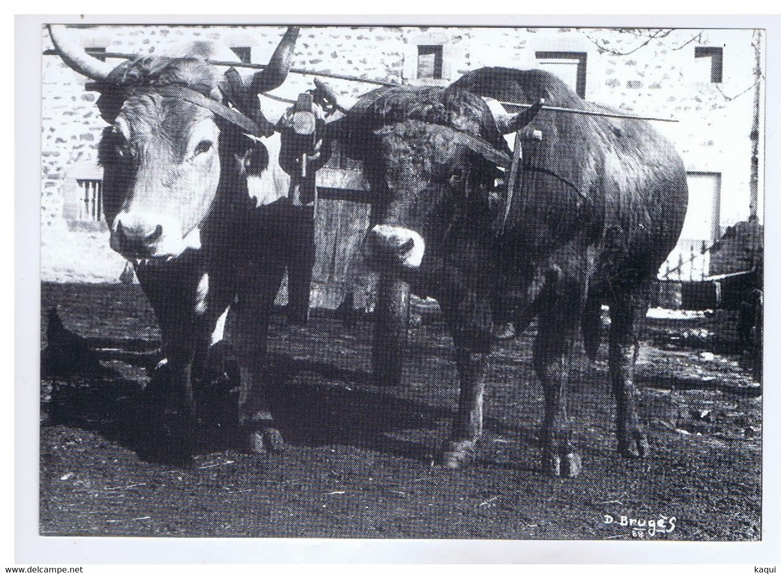 CANTAL - NEUVEGLISE - Attelage D'un Boeuf Et D'un Taureau - Photo Daniel BRUGES - Teams