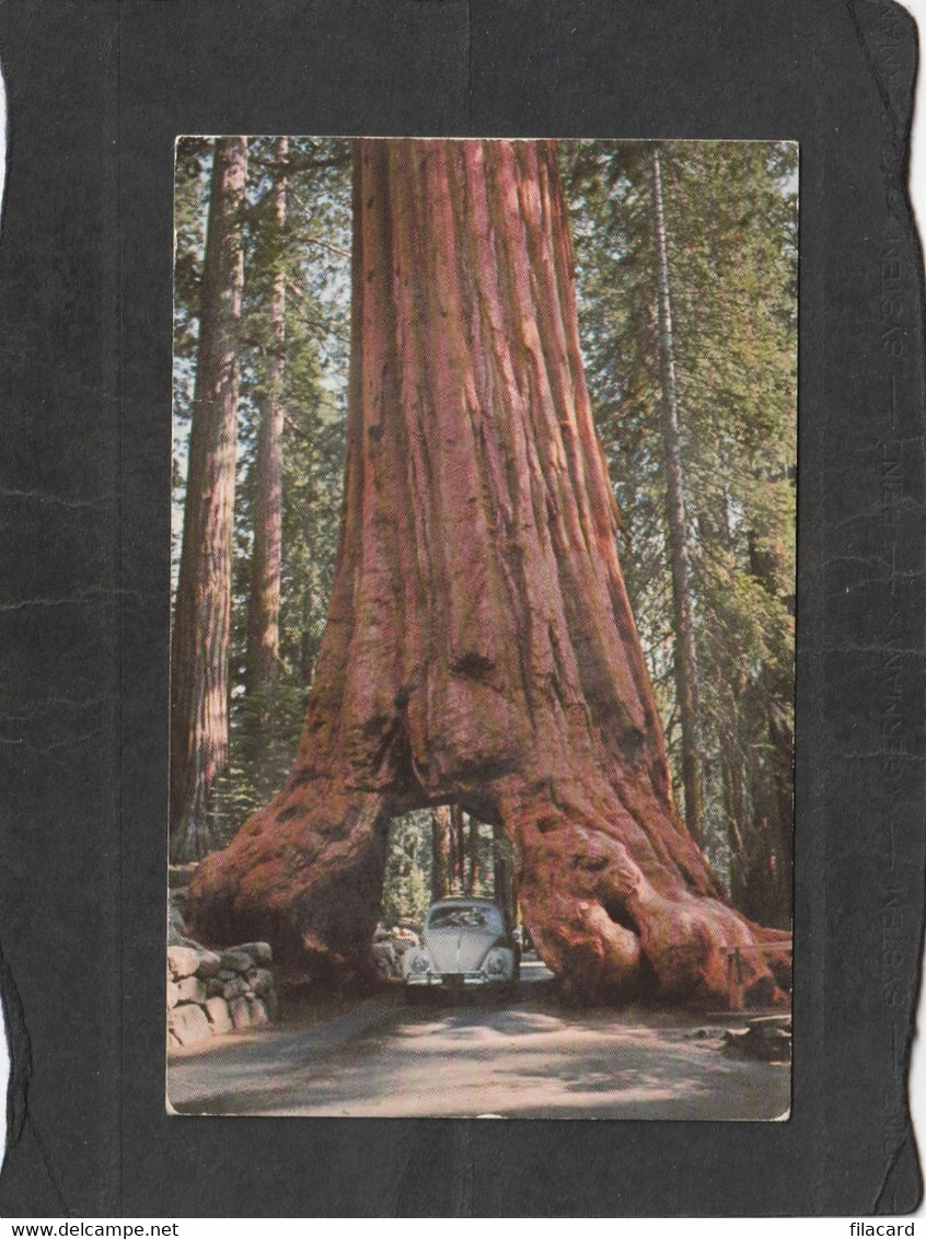 105821       Stati  Uniti,     Wawona  Tree,  Yosemite  National  Park,  California,  VG  1973 - Yosemite