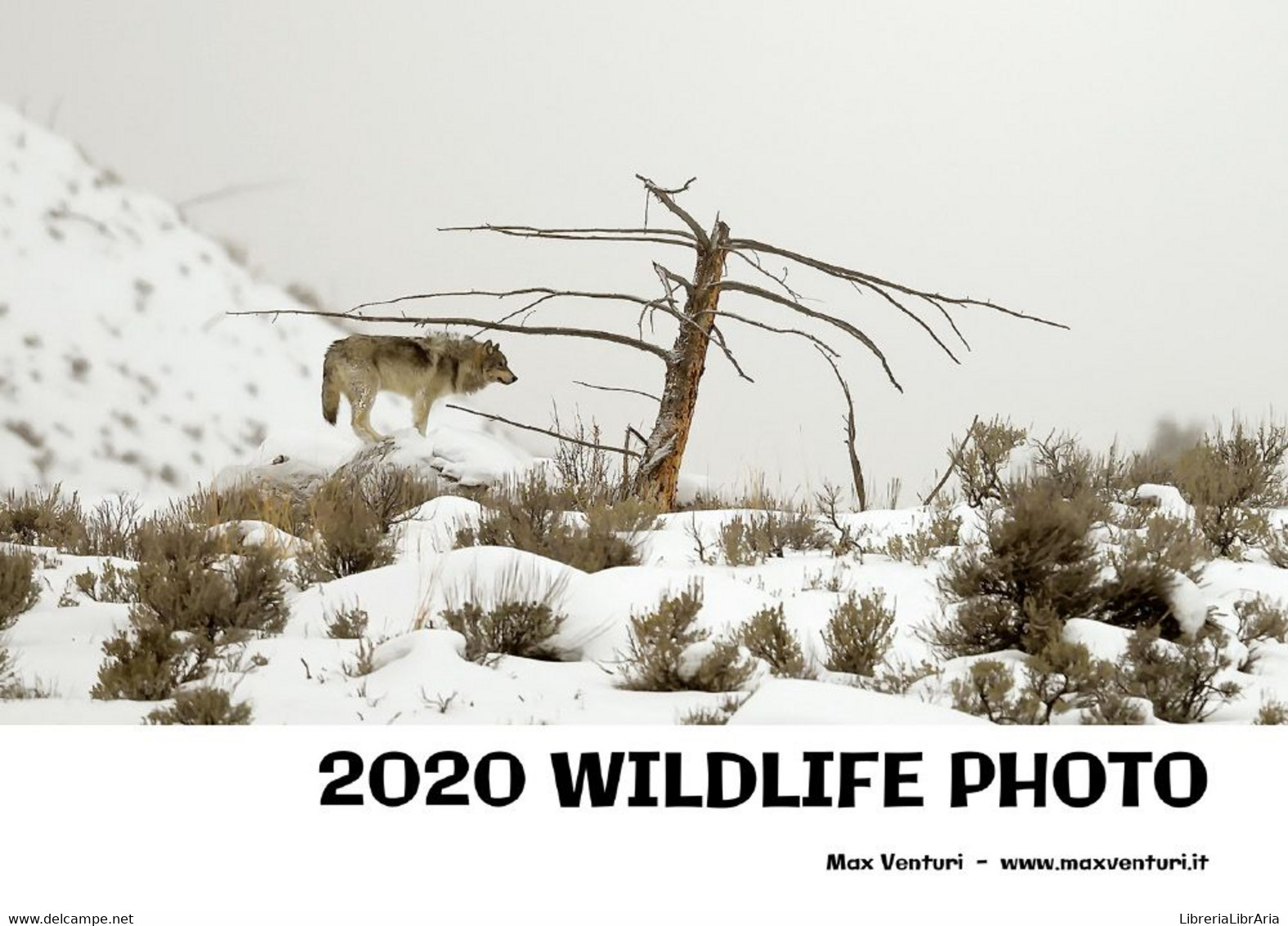 2020 WILDLIFE PHOTO - Pictures