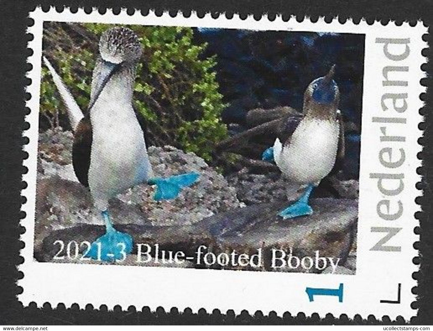 Nederland  2021-3   Vogels Birds  Blue Footed Booby  Blauwvoetgent  Postfris/neuf/mnh - Ongebruikt