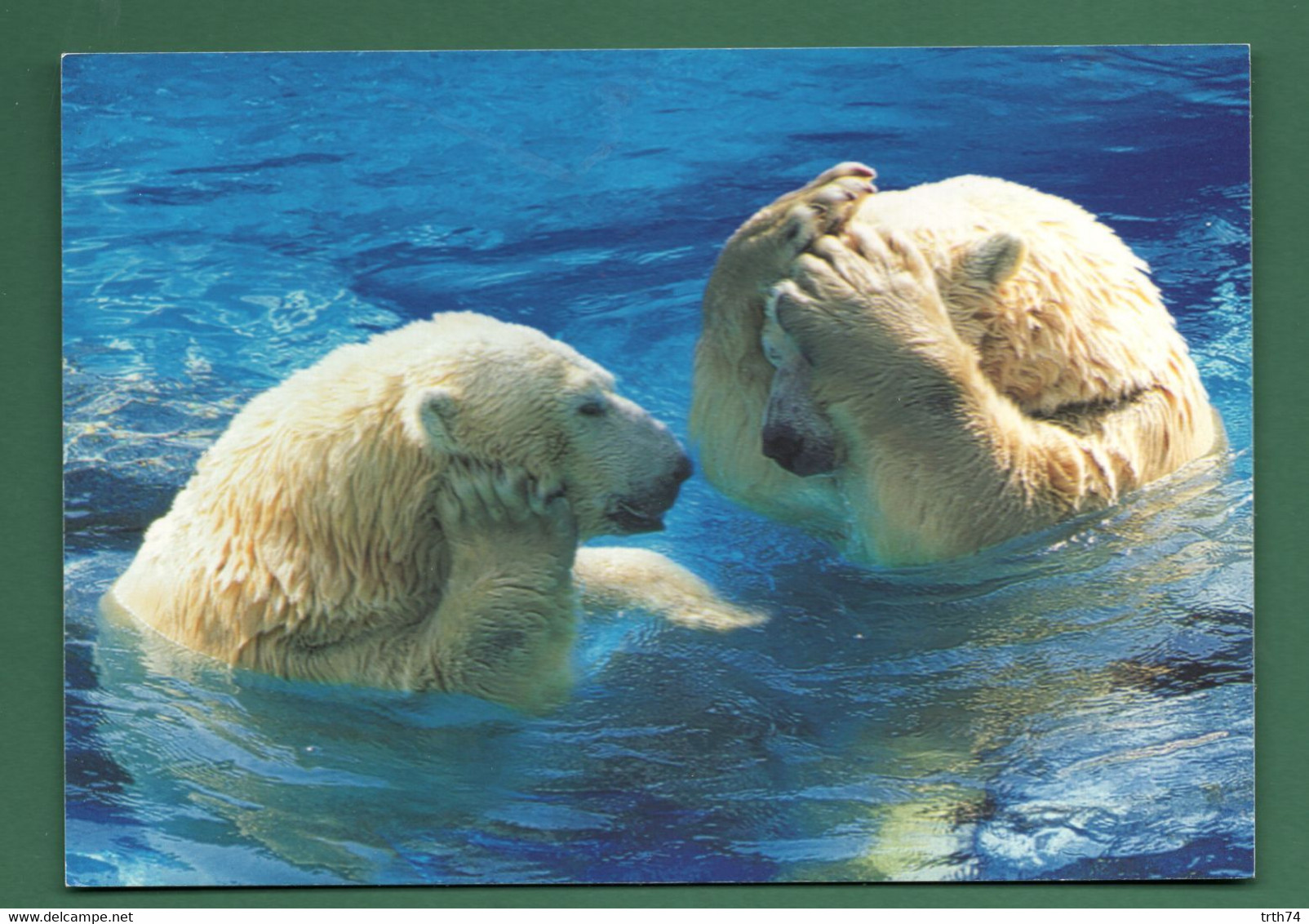 17 Zoo De La Palmyre Ours Polaires - Bears