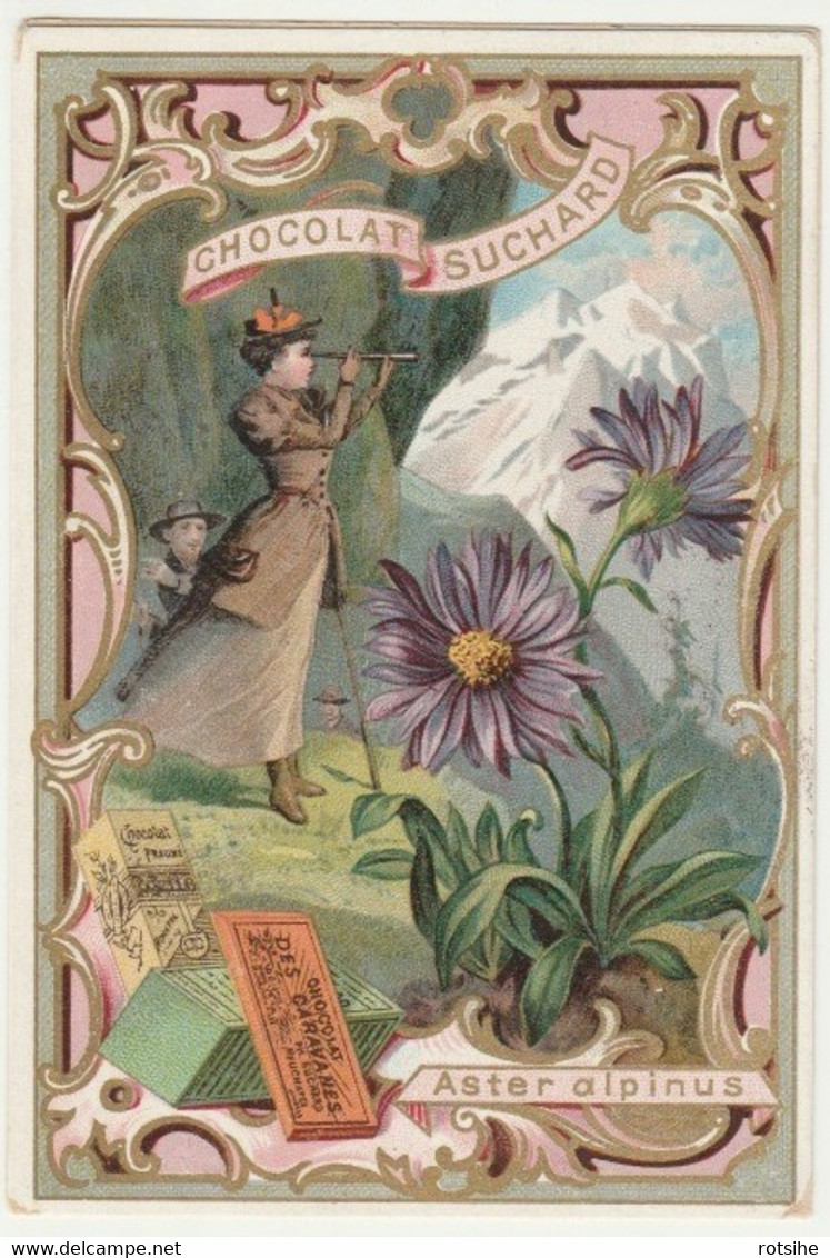 CHROMO Chocolat SUCHARD   +/- 1894  Serie 41  Fleurs Des Alpes Flowers  Aster Alpinus  Trade Card   Alpine Flowers - Suchard