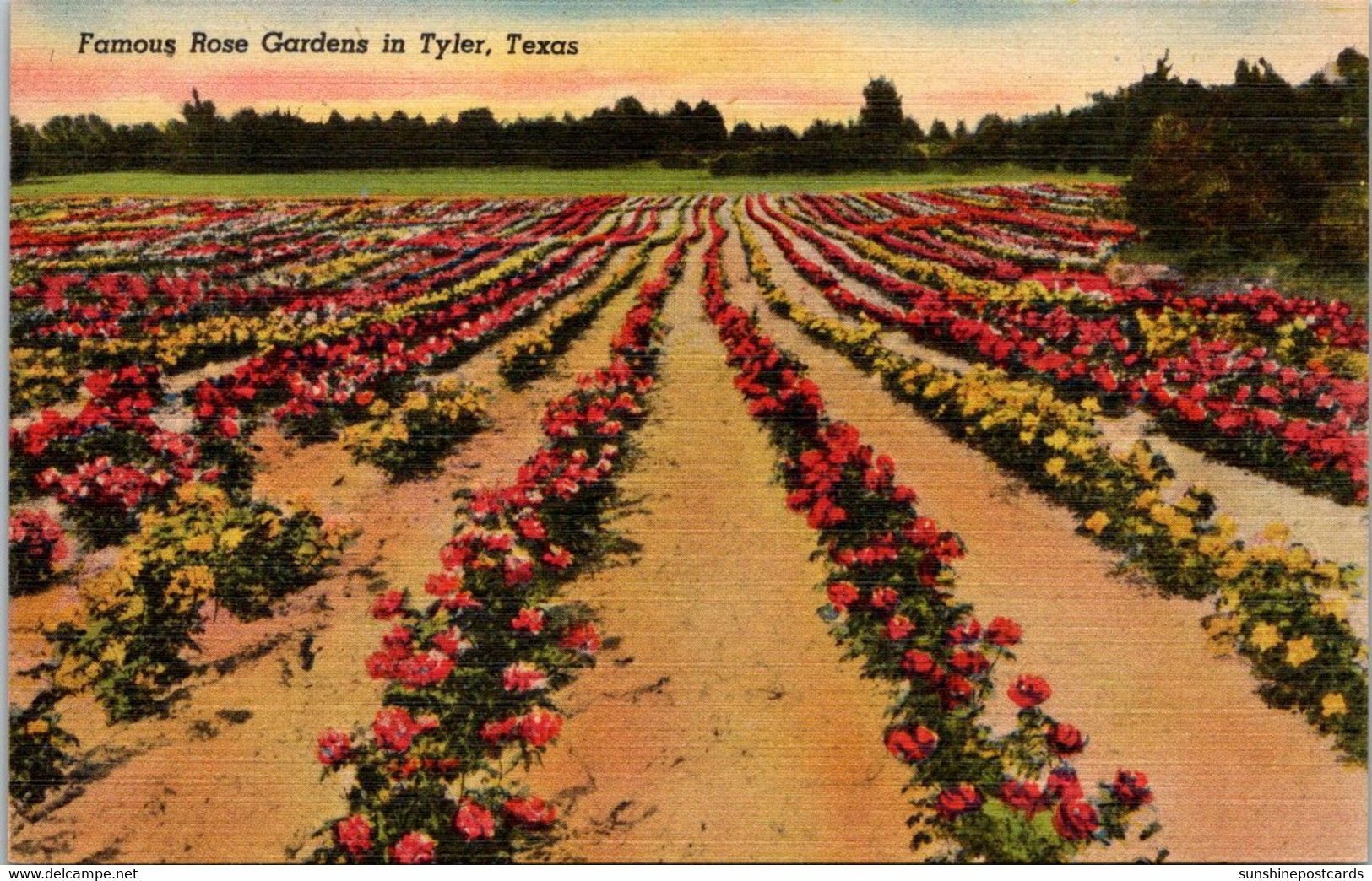 Texas Tyler Famous Rose Garden - Tyler