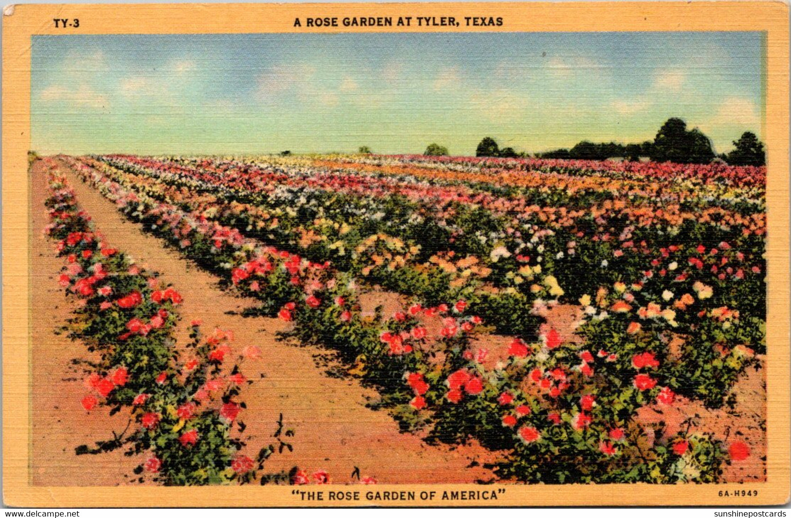 Texas Tyler A Rose Garden Curteich - Tyler