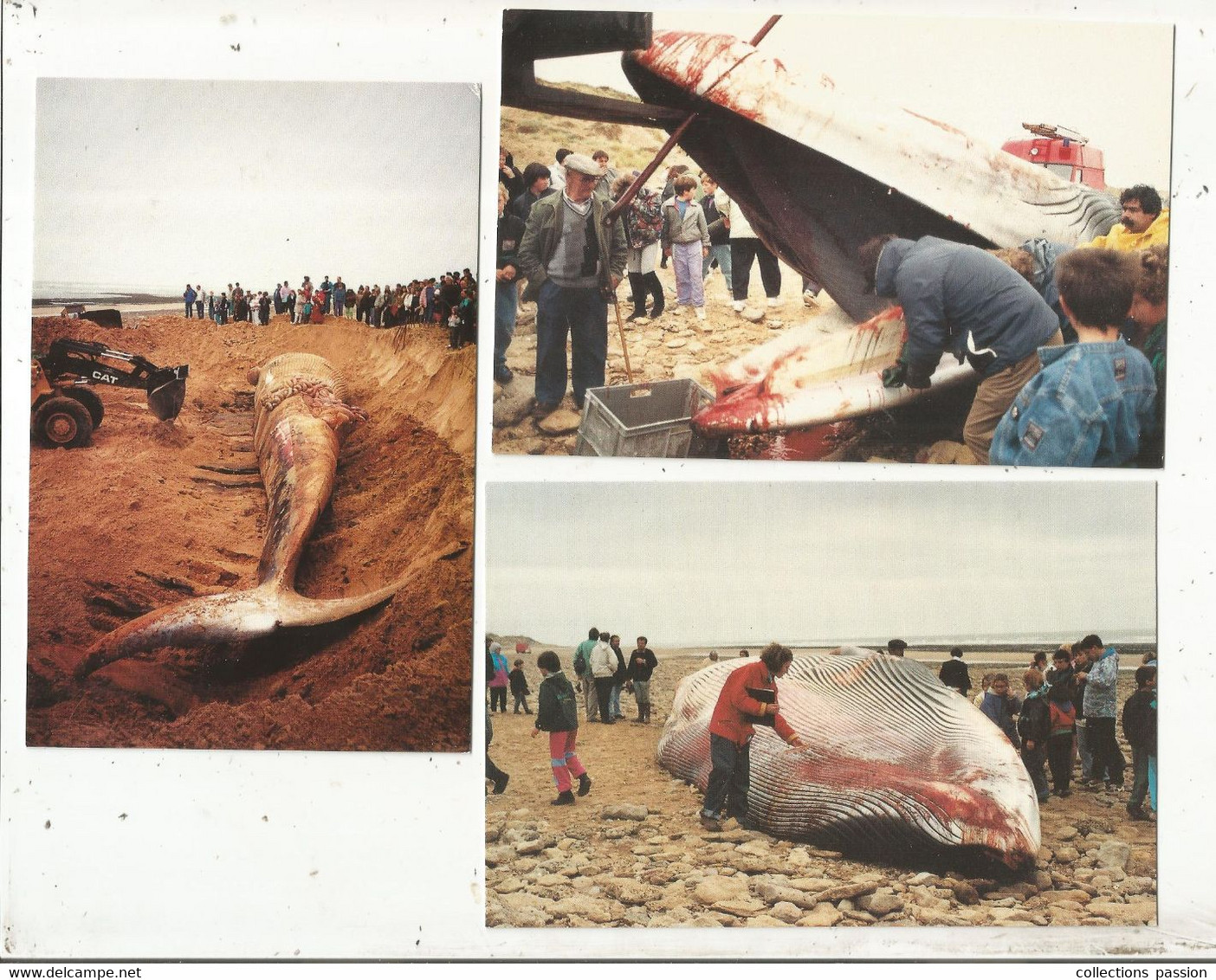 Cp , Animaux Marins ,baleine échouée à La Pointe Du GROUIN ,85 ,LA TRANCHE SUR MER ,1992 , LOT DE 5 CARTES POSTALES - 5 - 99 Karten