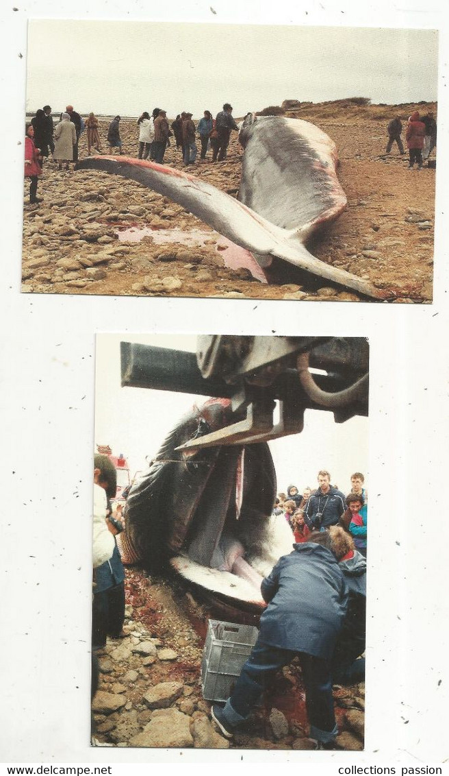 Cp , Animaux Marins ,baleine échouée à La Pointe Du GROUIN ,85 ,LA TRANCHE SUR MER ,1992 , LOT DE 5 CARTES POSTALES - 5 - 99 Karten