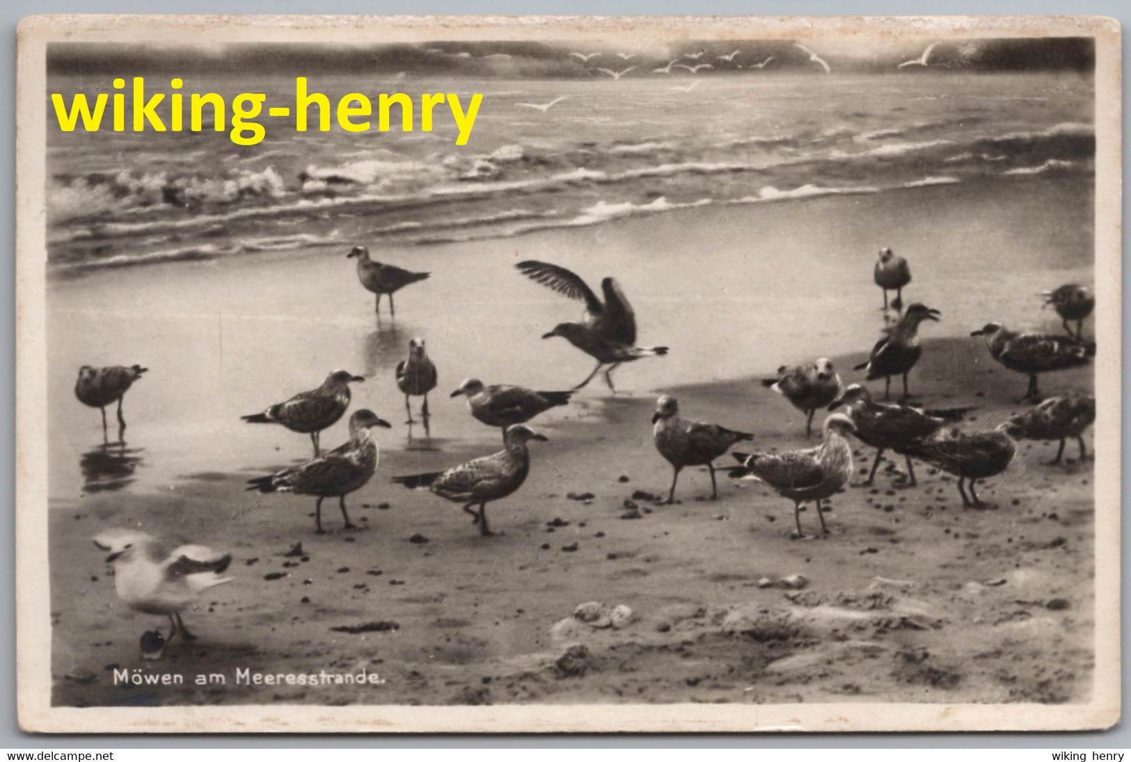 Langeoog - S/w Möwen Am Meeresstrand 1   Vogelkolonie Nordseebad Langeoog - Langeoog