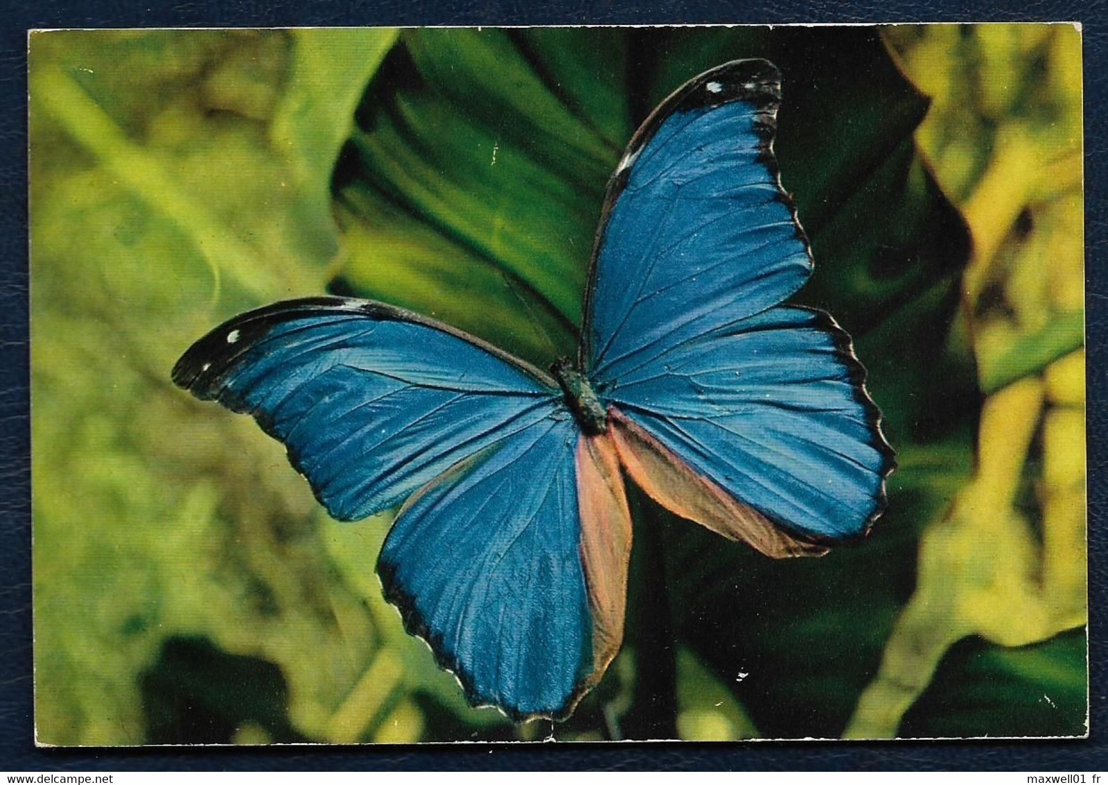 Carte Postale - Animal - Papillon Des Tropiques - Morpho Meneleus - Papillons