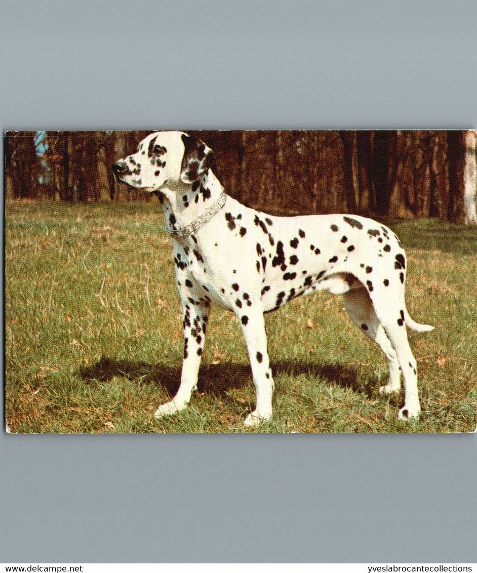 Chien - Dalmatien - Collection Télémagazine - Carte Souple - Hunde