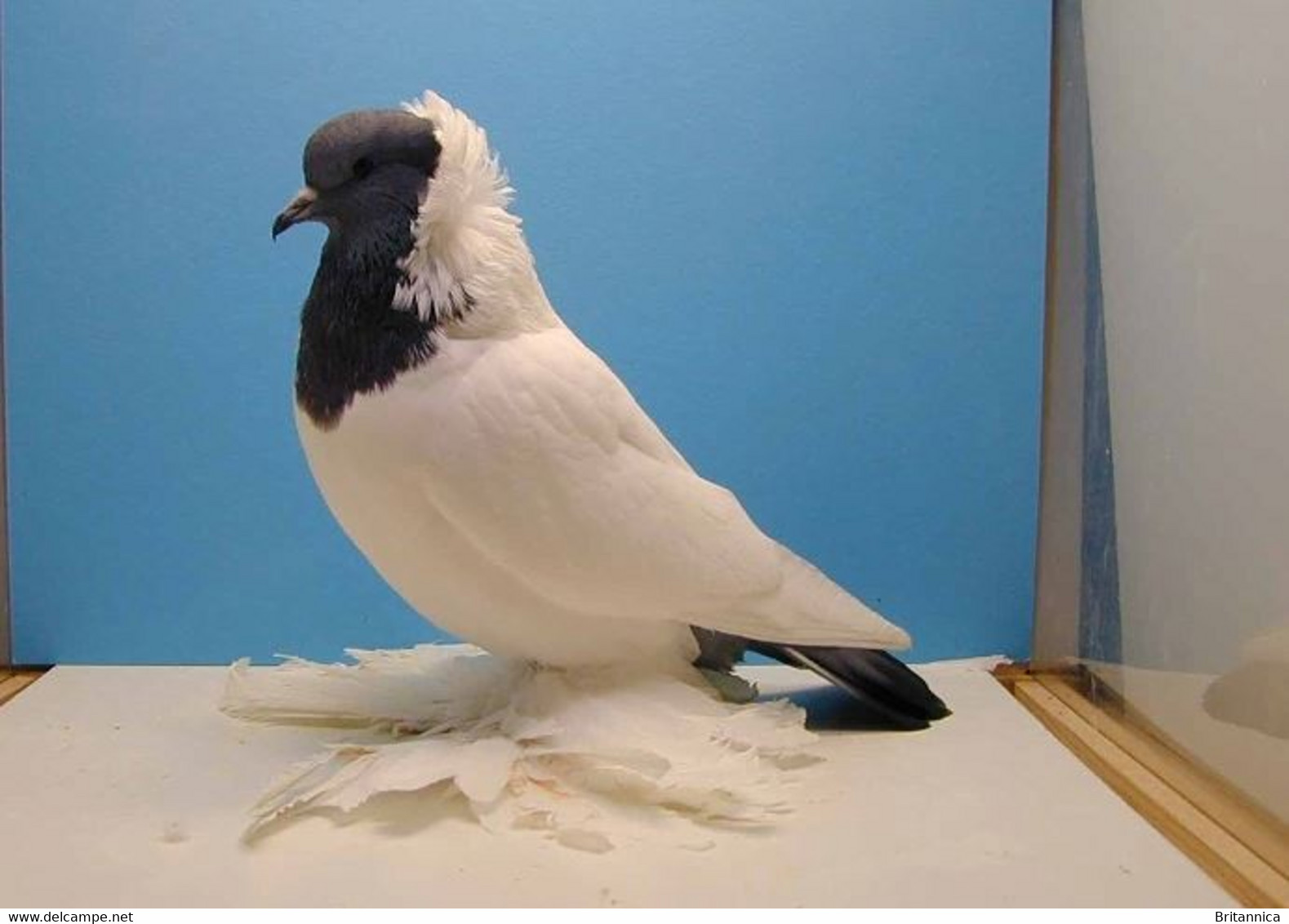 Carte Postale, Oiseaux, Pigeon Breeds Encyclopedia, Old German Moorhead - Vogels