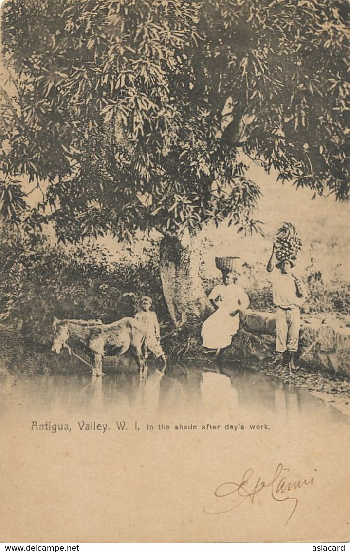 Antigua Valley W. I. In The Shade After Day's Work Ane Porteur Bananes Donkey Banana Undivided Back - Antigua & Barbuda