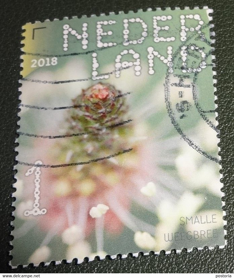 Nederland - NVPH - Xxxx - 2018 - Gebruikt - Beleef De Natuur - Smalle Weegbree - Gebraucht