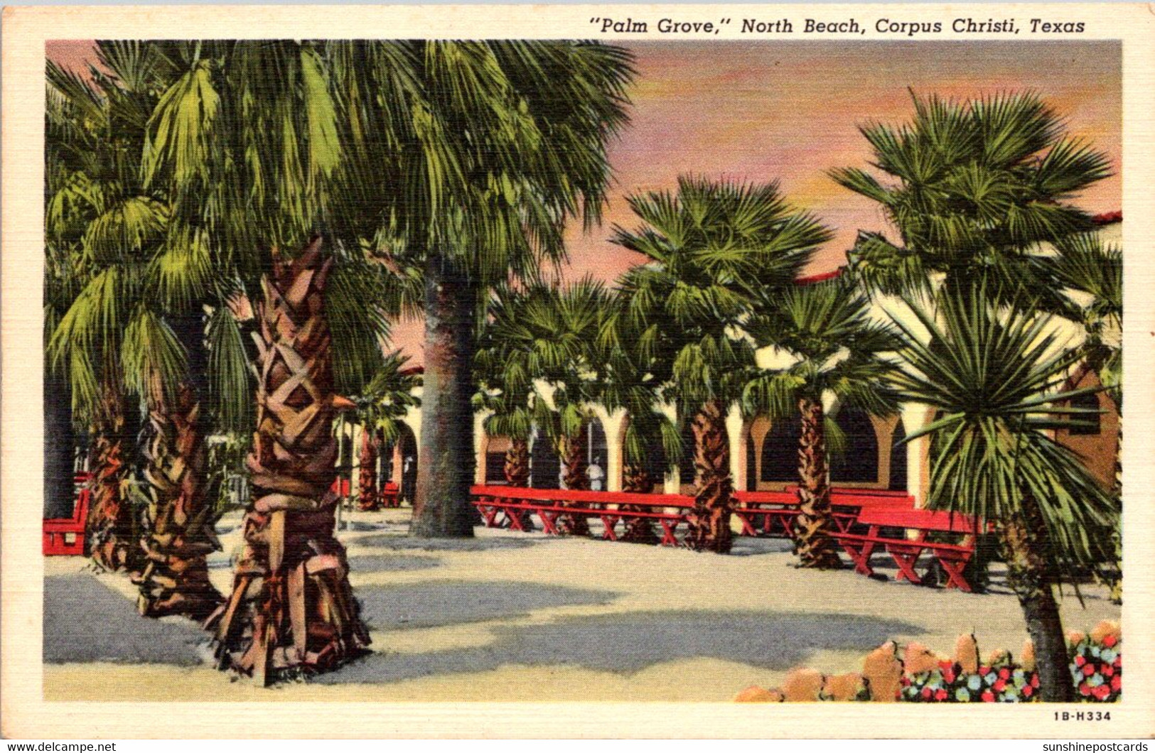 Texas Corpus Christi North Beach "Palm Grove" Curteich - Corpus Christi