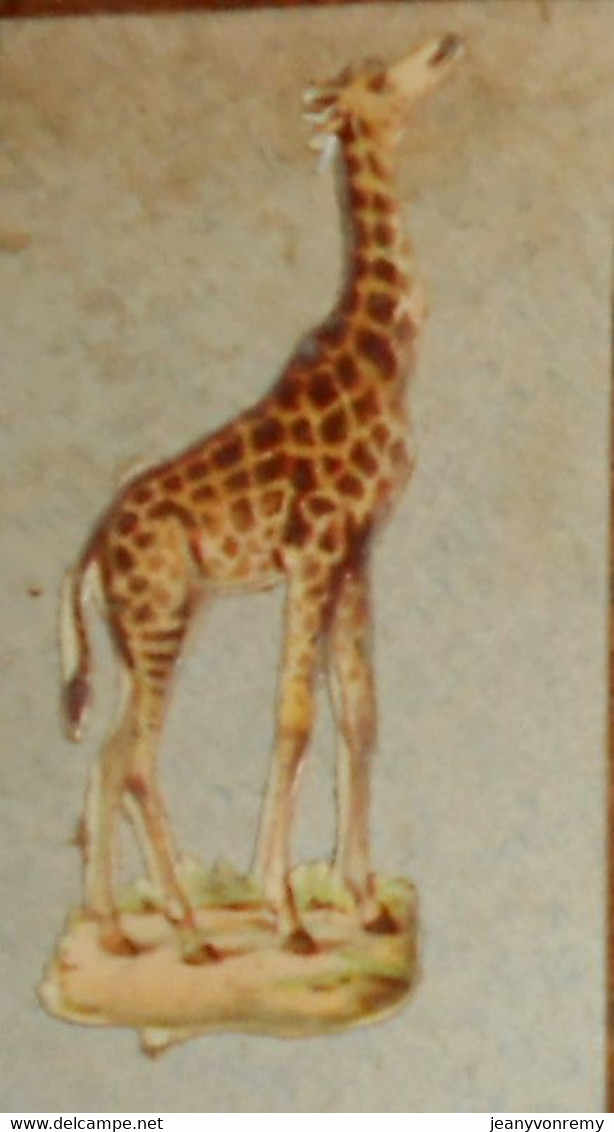 Découpi  Fin XIXe. Une Girafe - Animals