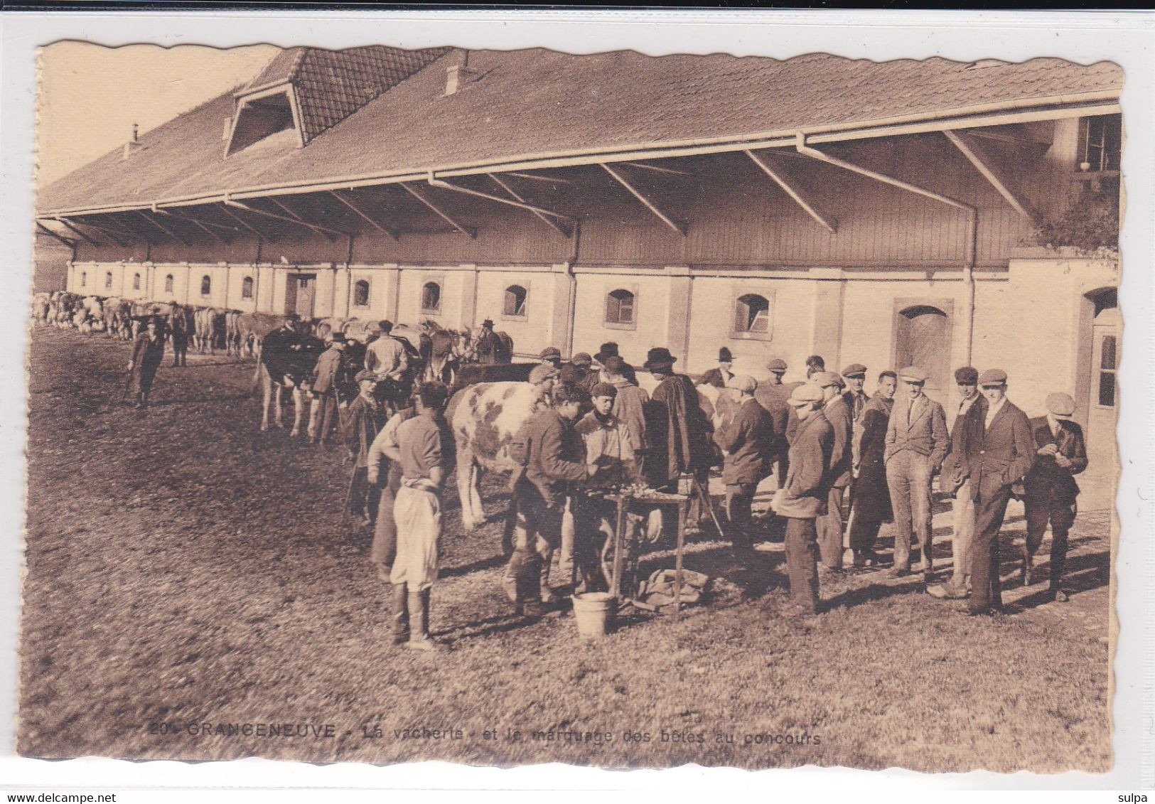 Posieux, Grangeneuve. Ecole D'agriculture. La  Vacherie Et Le Marquage Des Bêtes Au Concours - Posieux