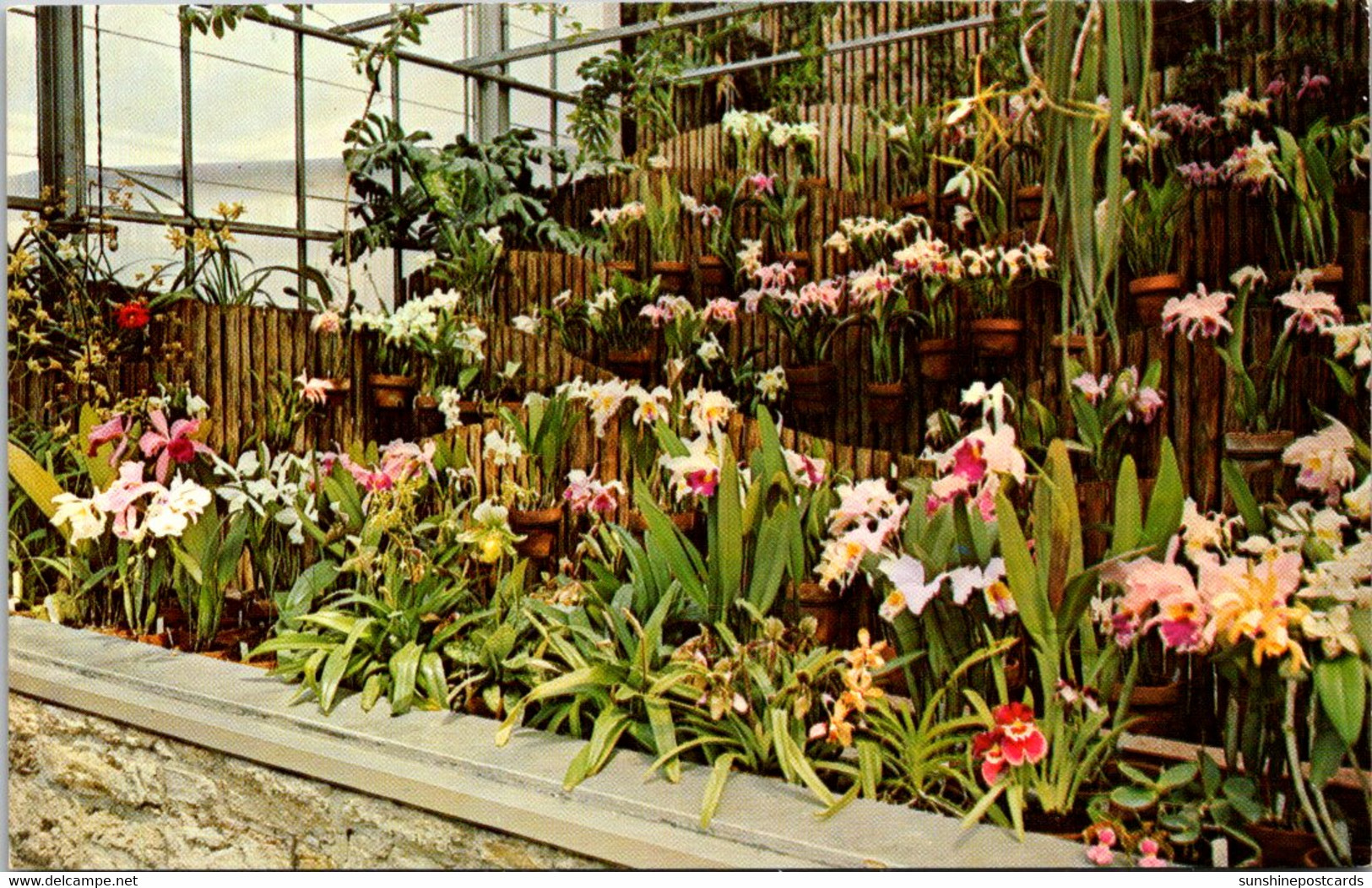 Ohio Cincinnati Eden Park Conservatory Orchid Display - Cincinnati