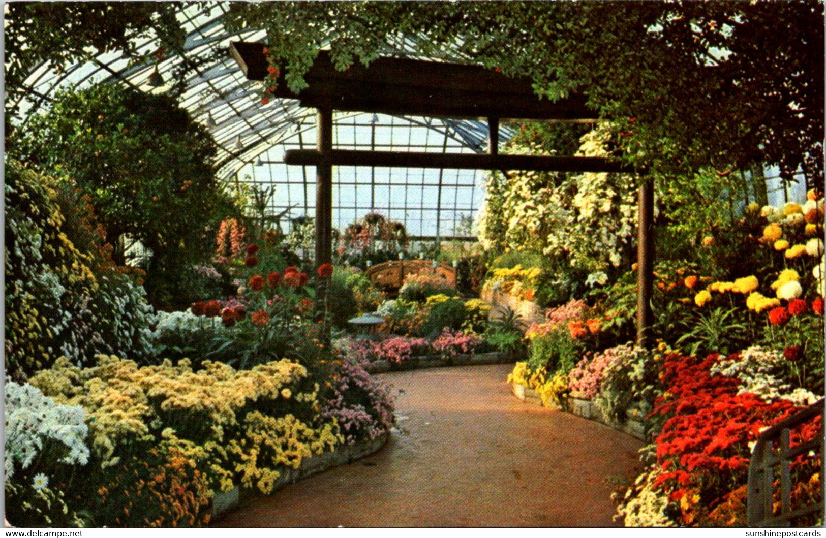 Ohio Cincinnati Eden Park Conservatory Chrysanthemum Display - Cincinnati