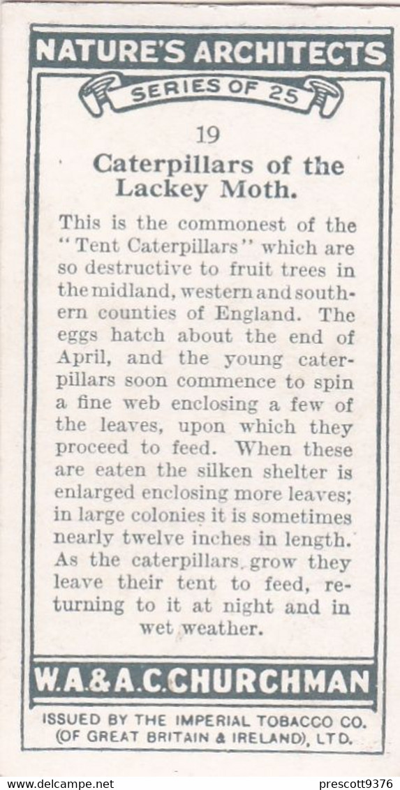 Natures Architects 1930  - 19 Caterpillars Of The Lackey Moth  - Churchman Cigarette Card - Original -  Wildlife - Churchman