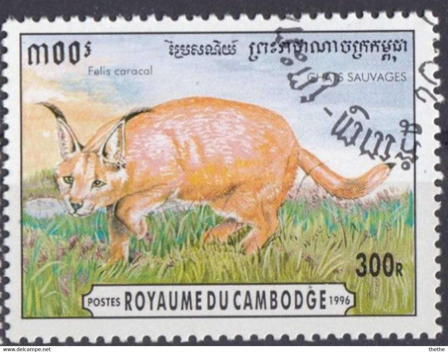 CAMBODGE - Carakal (Caracal Caracal) - Andere & Zonder Classificatie