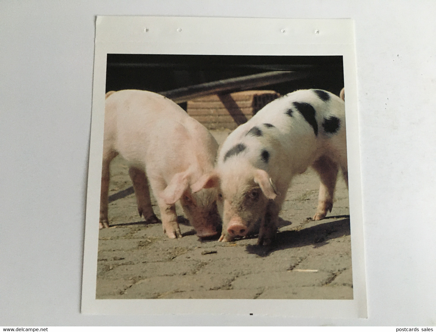 Pig Cochon Schwein - Cochons