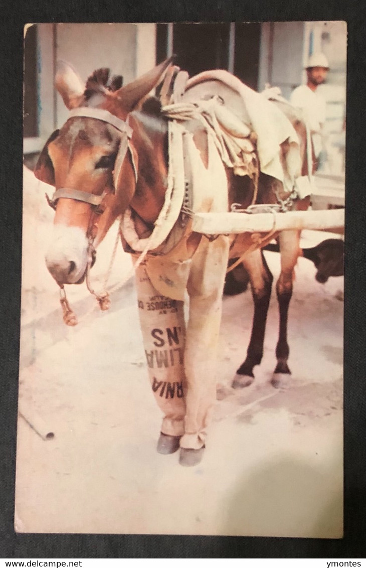 Postcard British Honduras , Donkey 1972 - Belize