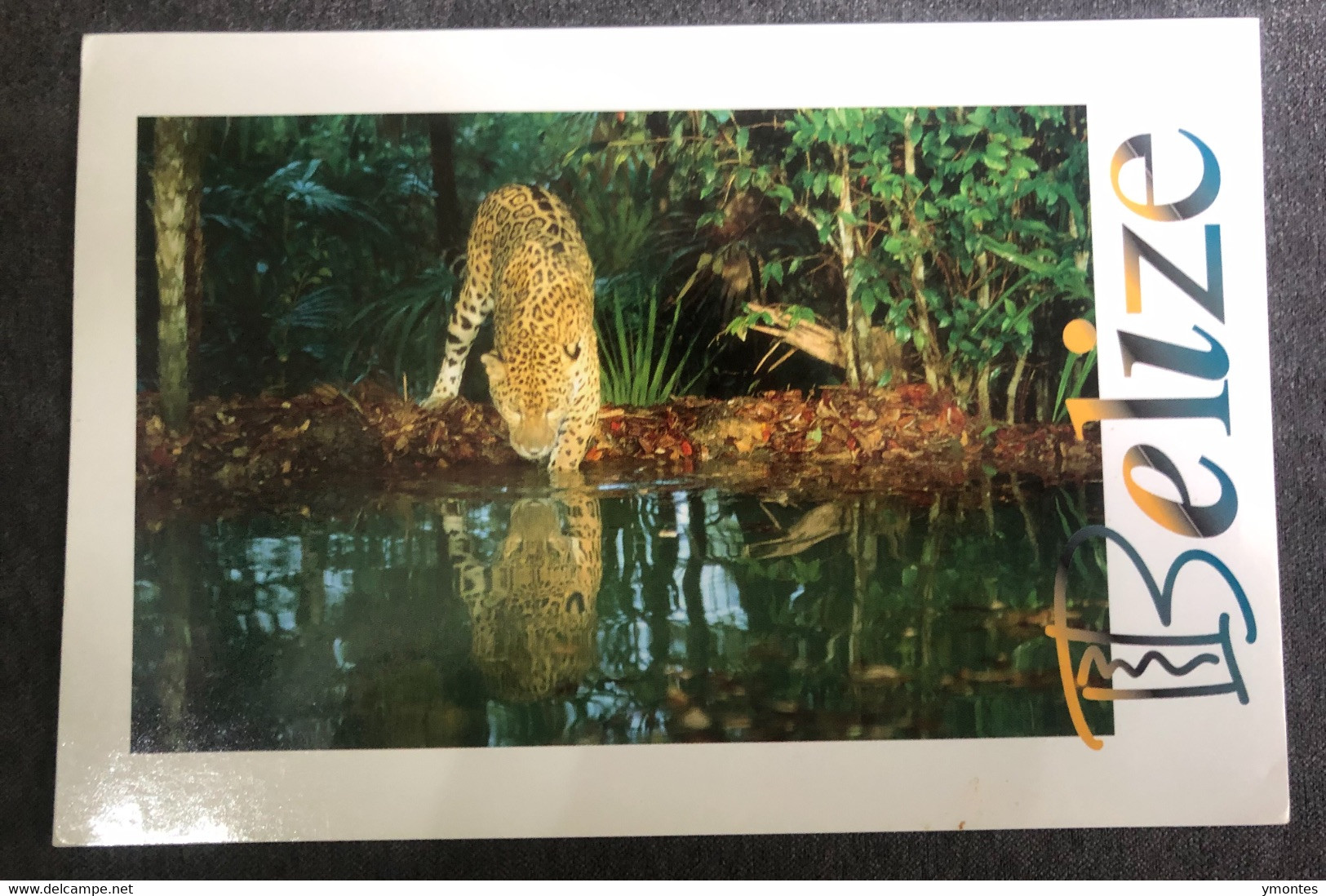 Postcard Belize 1990, Jaguar - Belize