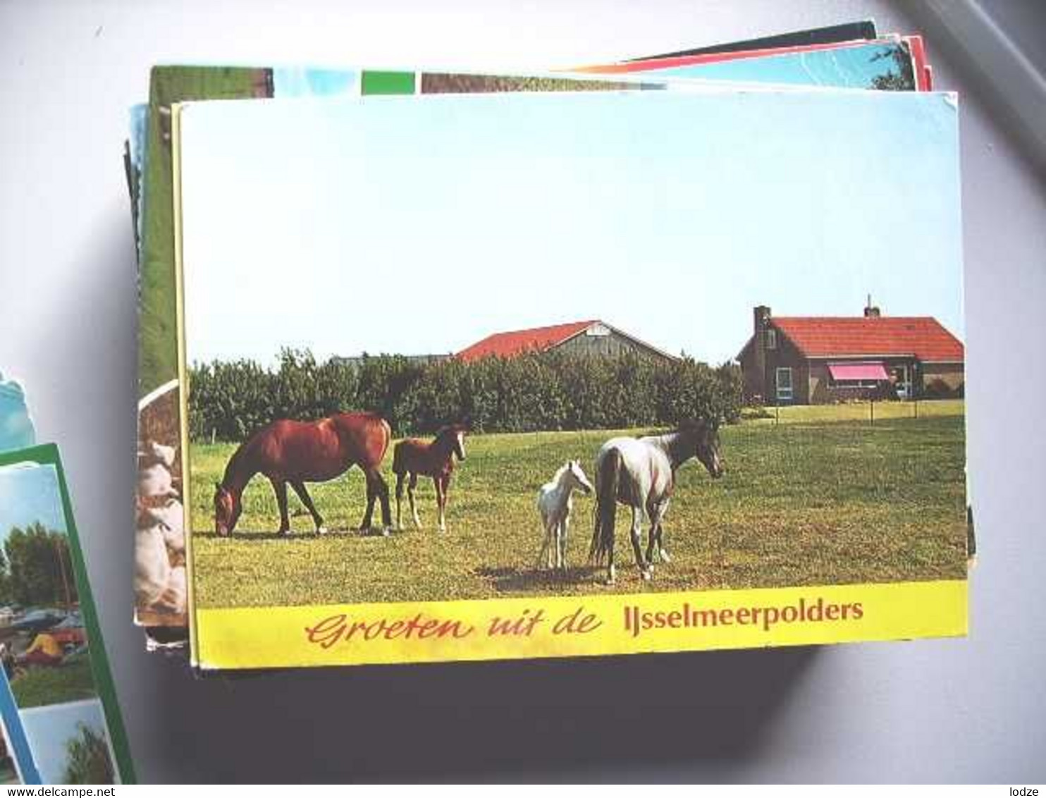 Nederland Holland Pays Bas IJsselmeerpolders Met Paarden - Other & Unclassified