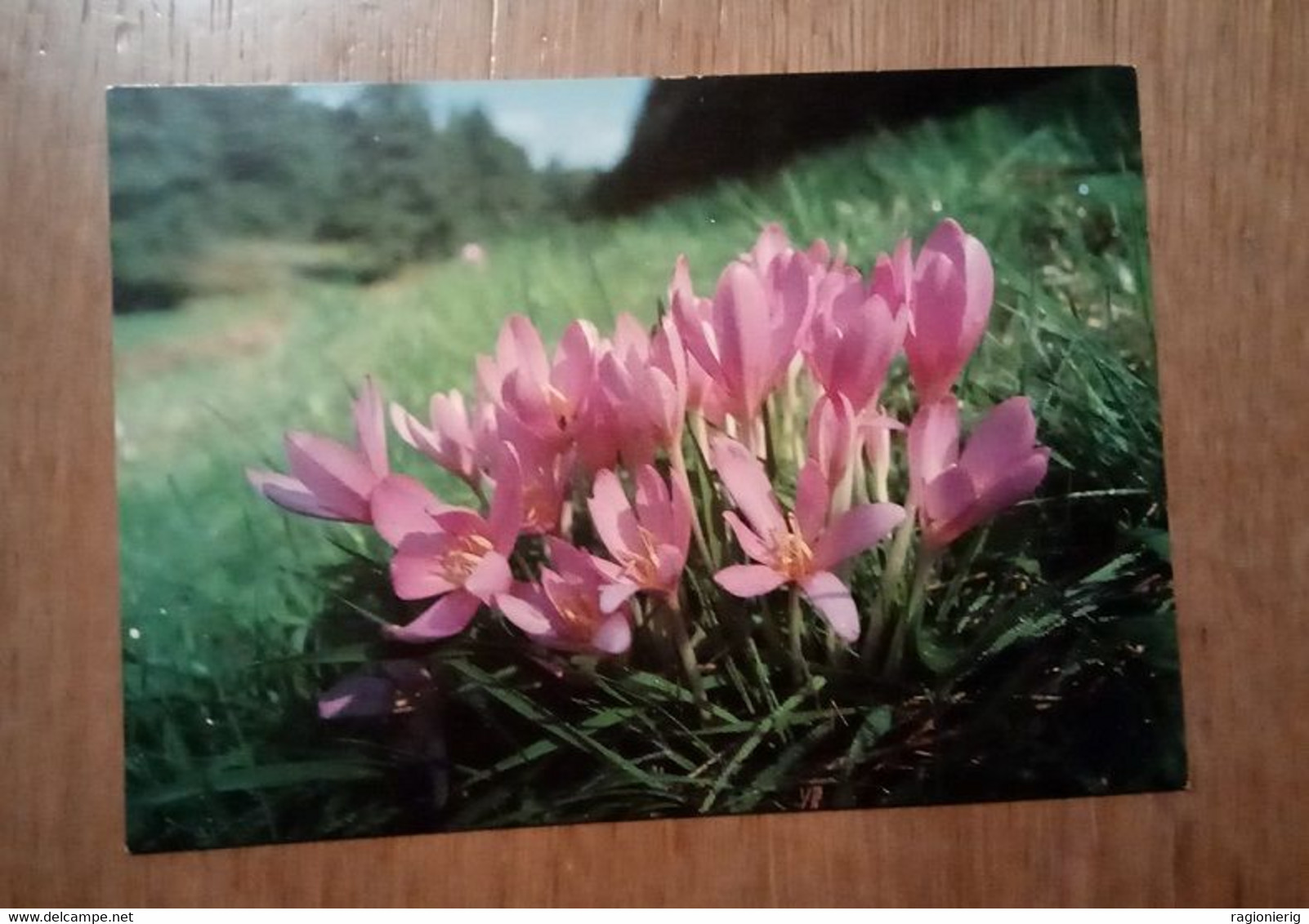 FIORI PIANTE - Colchico D'autunno - Colchicum Autumnale - Pianta Velenosa - Autumn Crocus - Plantes Toxiques