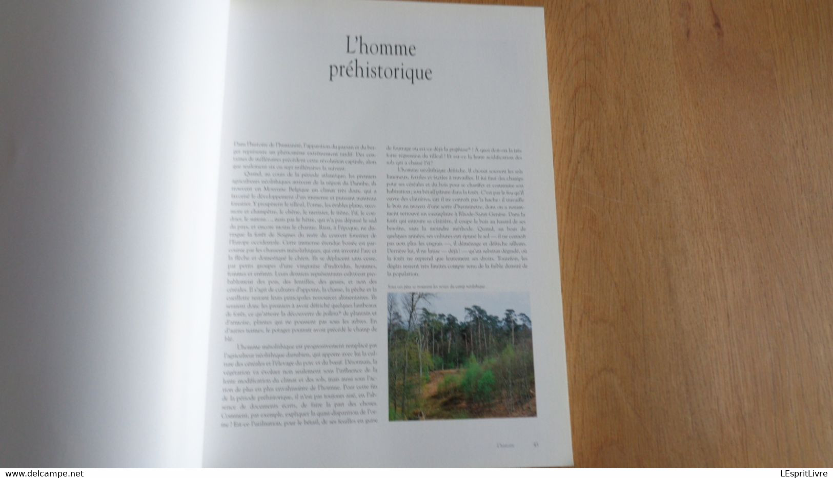 LA FORET DE SOIGNES Régionalisme Bruxelles Boisfort Hal Rouge Cloître Eau Bois Gestion Chemins Nature Histoire Faune