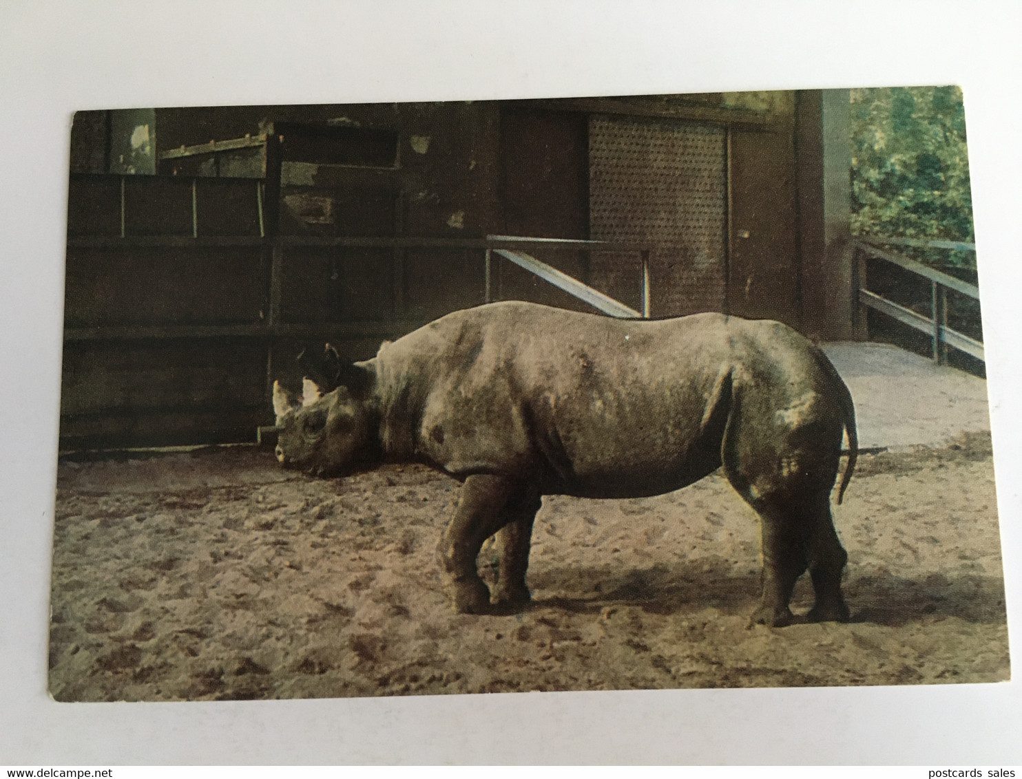 Rhino  Rhinoceros Nashorn Rhinocéros - Rhinocéros