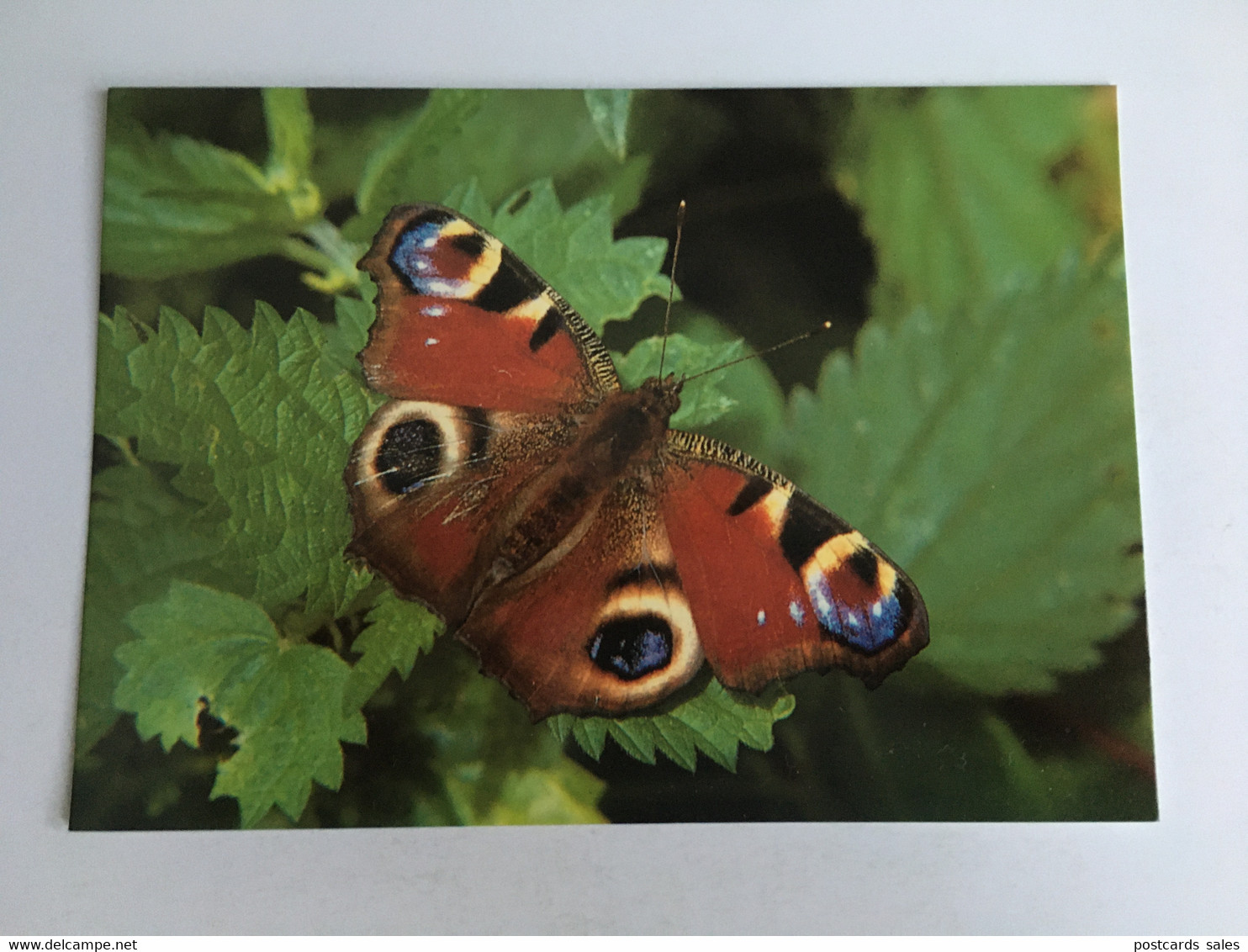 Papillon Butterfly Schmetterling Farfalla Mariposa - Papillons