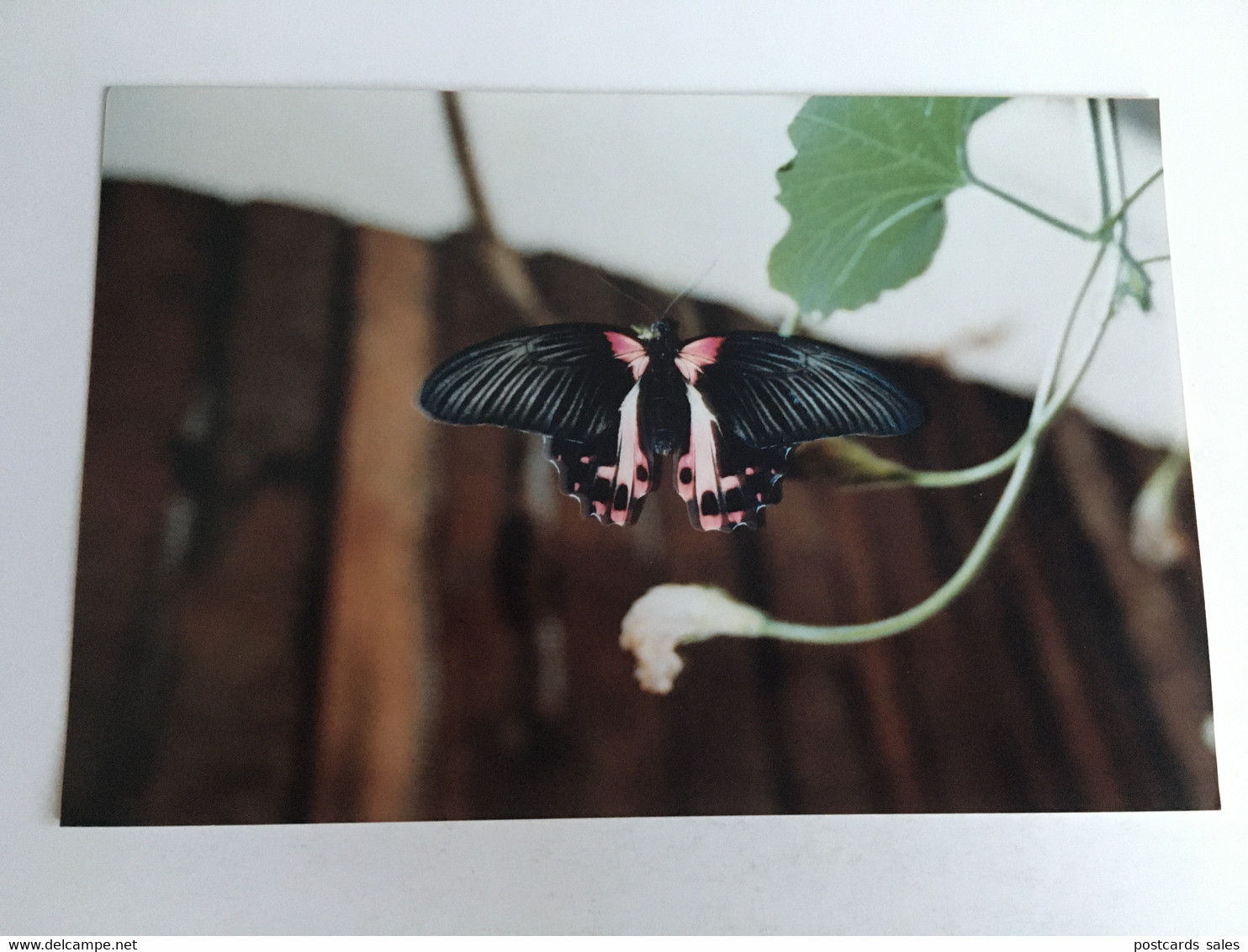 Papillon Butterfly Schmetterling Farfalla Mariposa - Papillons