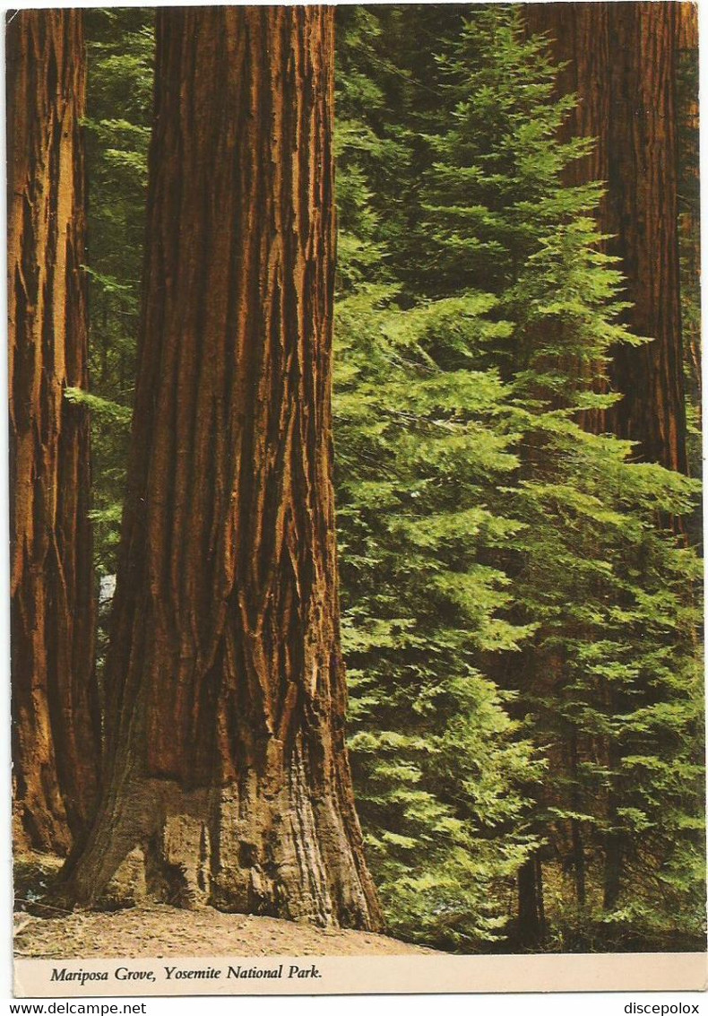 AA4152 California - Yosemite National Park - Mariposa Grove - Giant Sequoias / Non Viaggiata - Yosemite