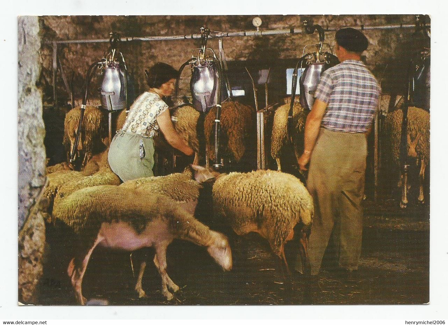 Cpm 48 Lozère Dans La Bergerie Traite Des Brebis A La Machine Ferme Paysans Métier - Bauernhöfe