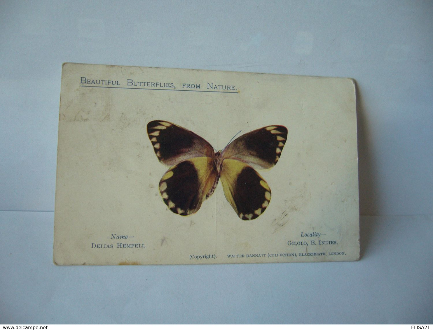 BEAUTIFUL BUTTERFLIES FROM NATURE NAME DELIAS HEMPELL LOCALITY GILOLO E. INDIES CPA - Papillons