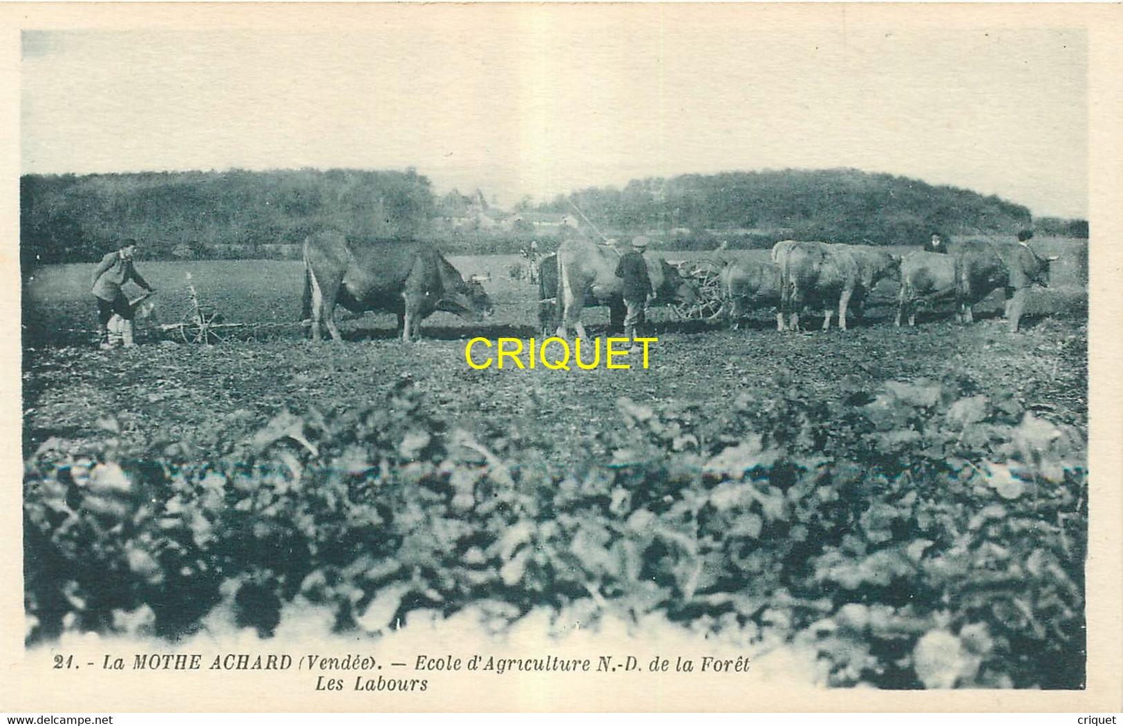 85 La Mothe Achard, Ecole D'Agriculture, Les Labours, Bel Attelage De Boeufs, Carte Pas Courante - La Mothe Achard