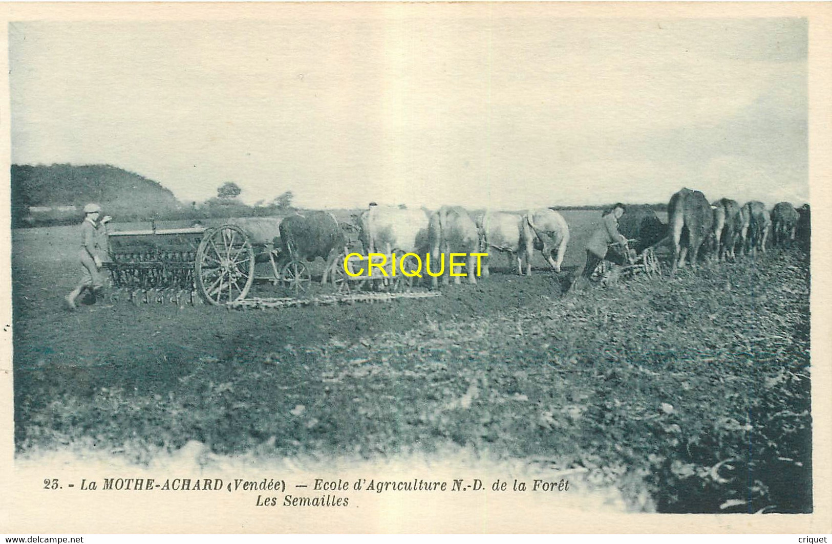 85 La Mothe Achard, Ecole D'Agriculture, Les Semailles, Bel Attelage De Boeufs, Carte Pas Courante - La Mothe Achard