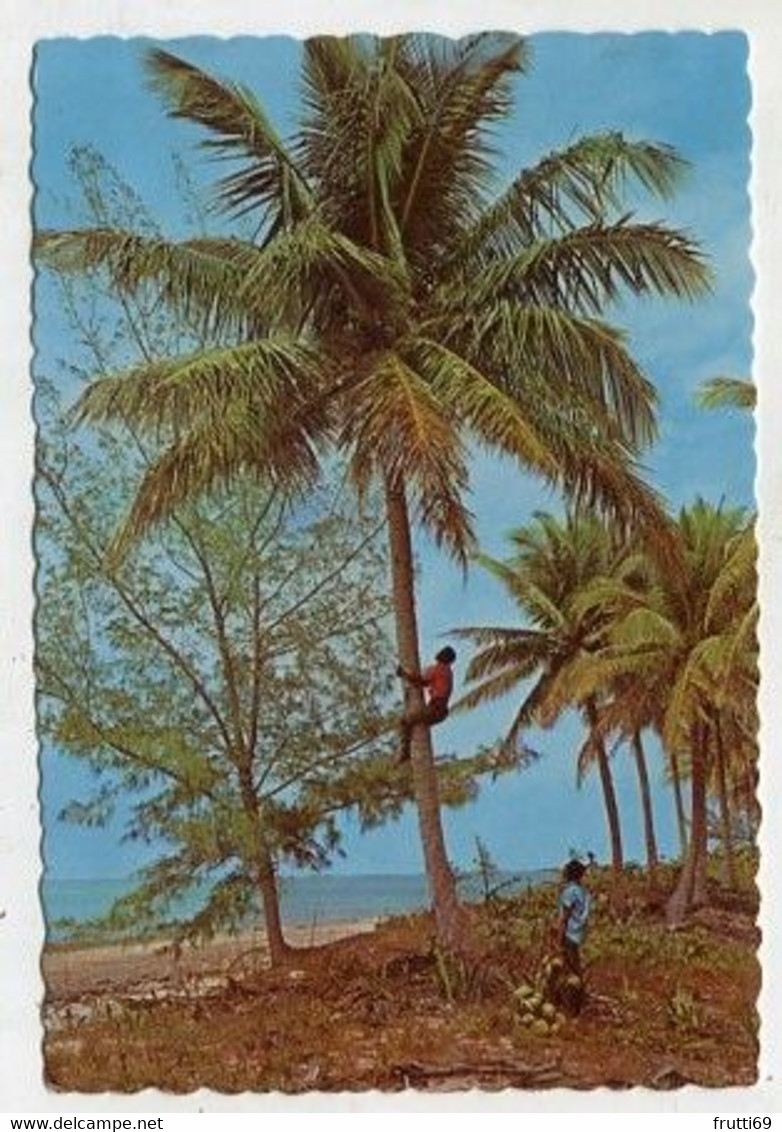 AK 013963 ANTIGUA & BARBUDA - The Tropical Caribbean - Climbing For Coconuts - Antigua & Barbuda