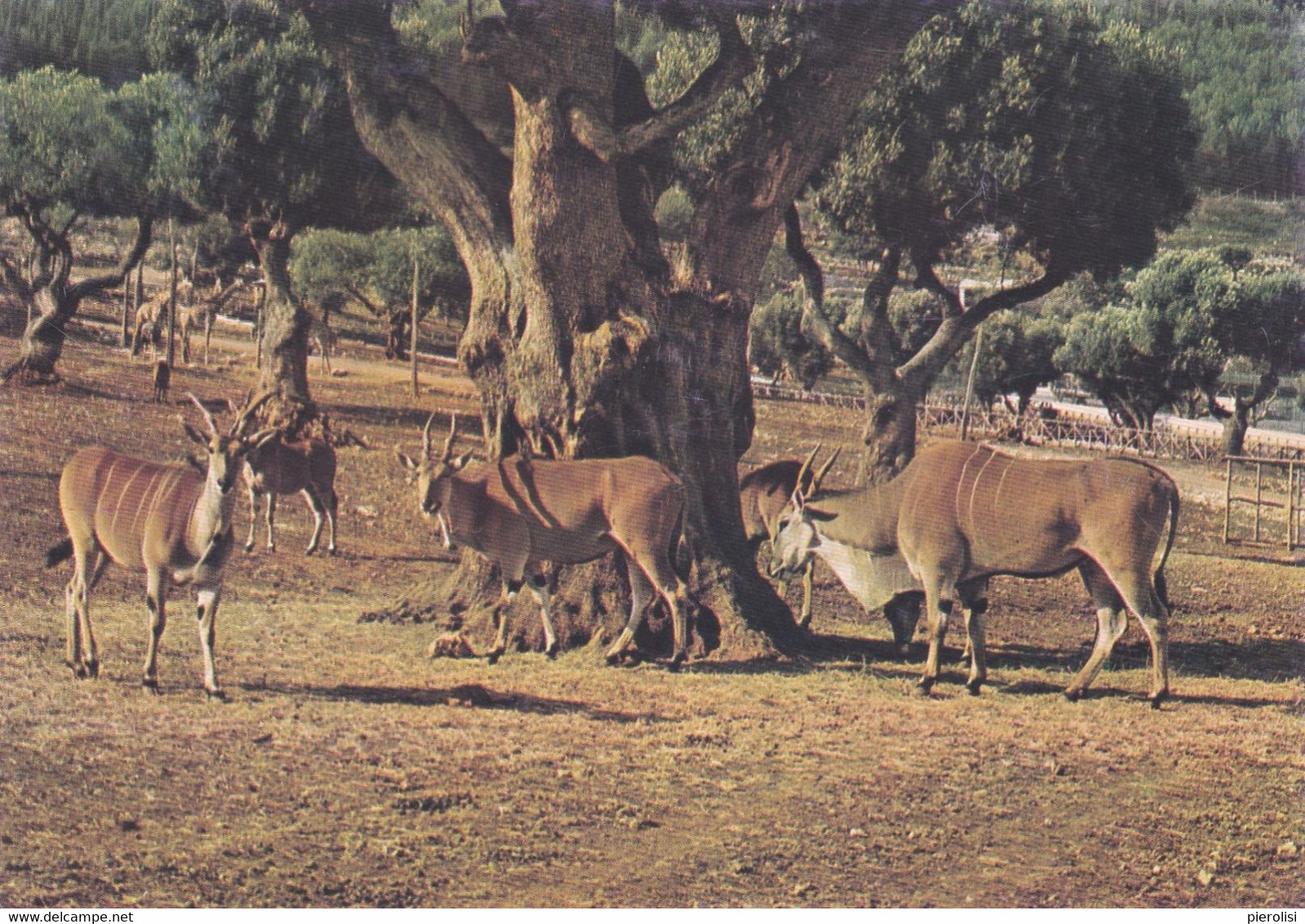 (S484) - FASANO (Brindisi) - Un'immagine Dello Zoosafari - Brindisi