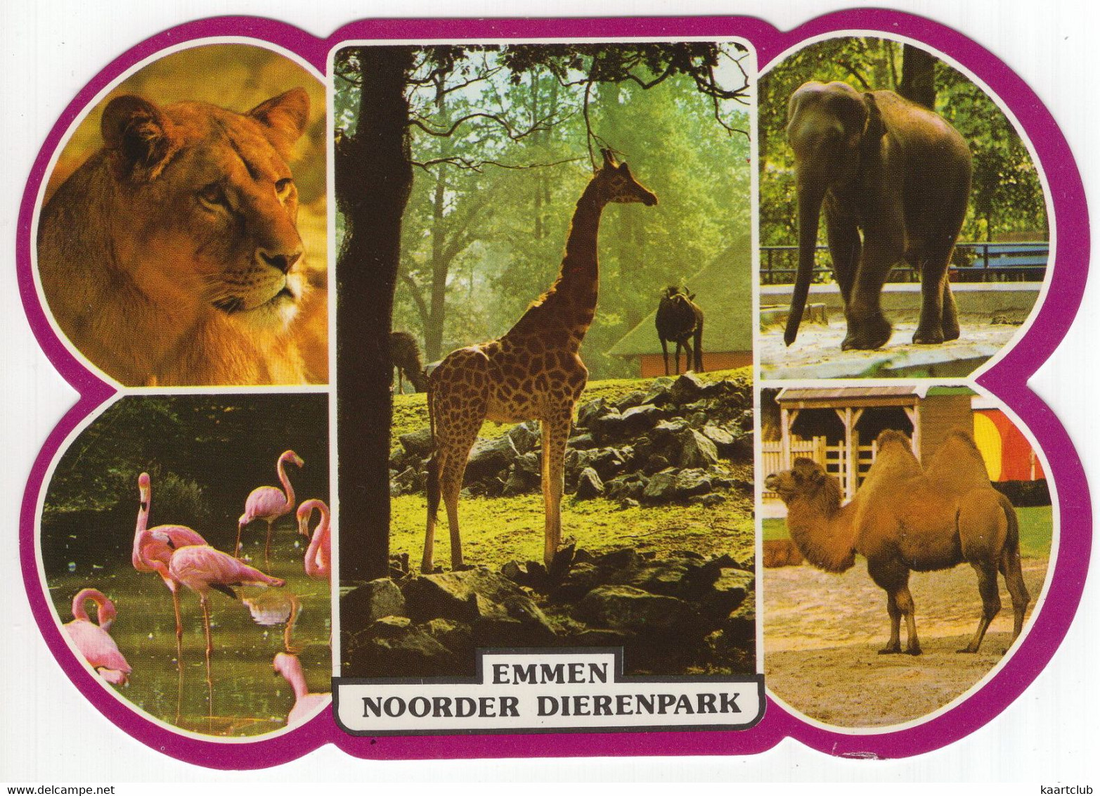 Emmen - Noorder Dierenpark - (Drenthe / Nederland) - Nr. LS 4558 - Zoo: Leeuwin,Giraffe,Olifant,Dromedaris,Flamingo's - Emmen