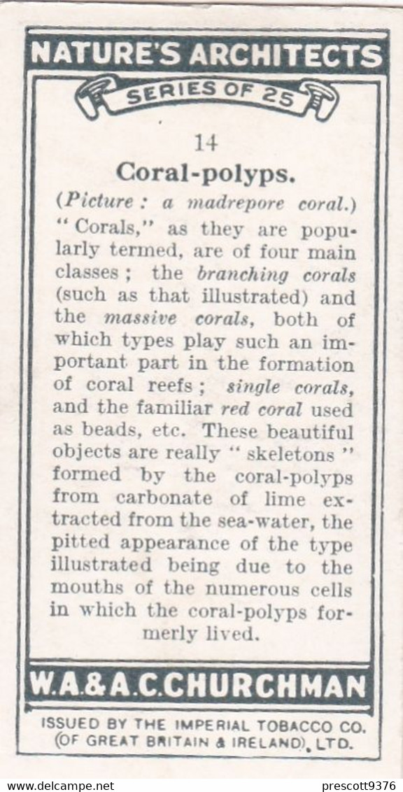 Natures Architects 1930 -  14 Coral Polyps - Churchman Cigarette Card - Original - - Churchman